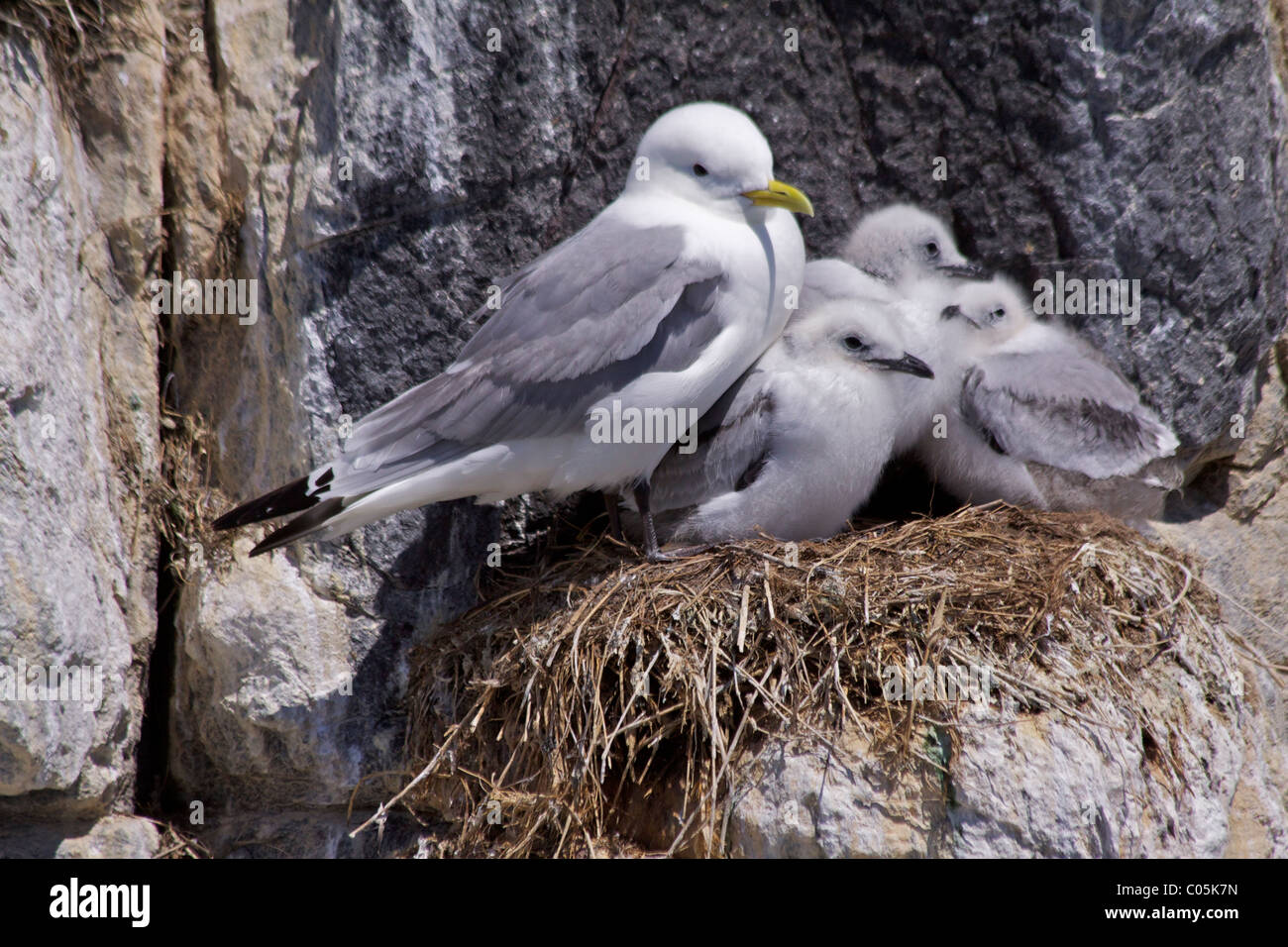 Kittiwake (Larus tridactyla)(Laridae) with chicks on a nest on the cliffs of Staple Island in the Farnes Islands, Northumbria Stock Photo