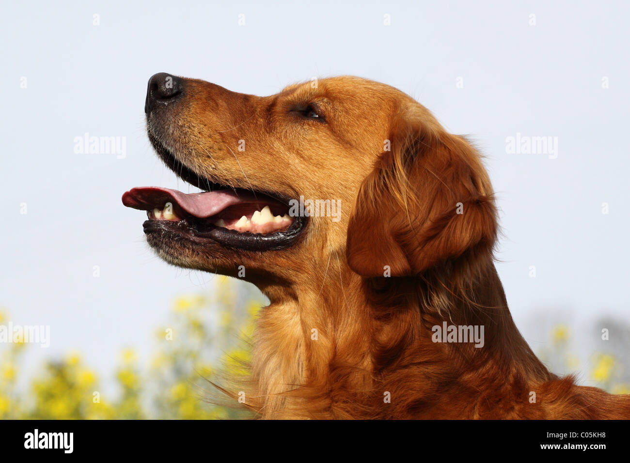 Punto Croce Kit Da Ricamare Golden Retriever Opera D'arte - Foto 4