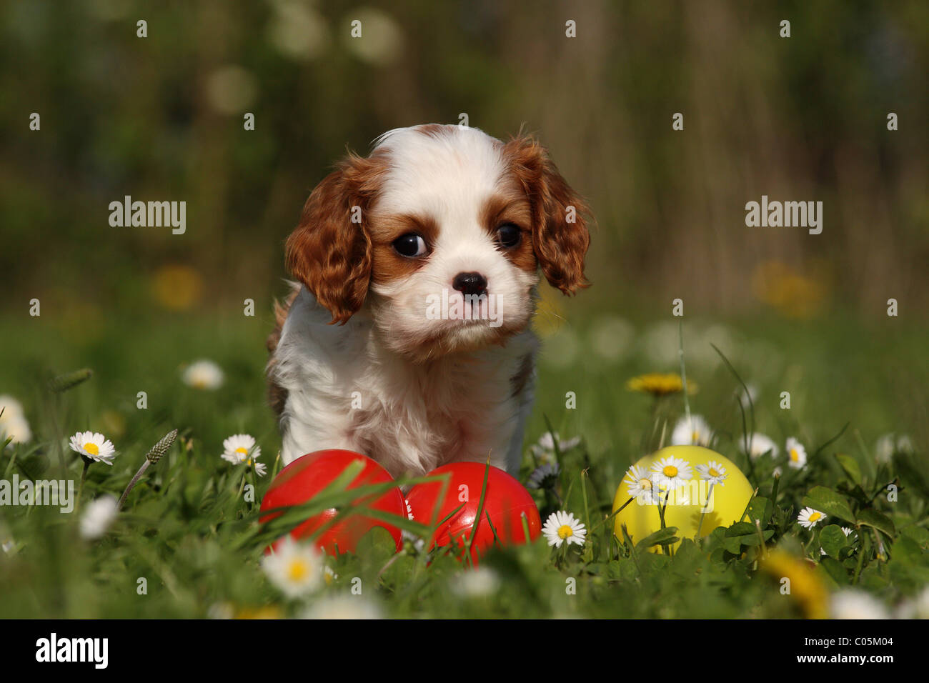 Cavalier King Charles Puppy Stock Photo Alamy