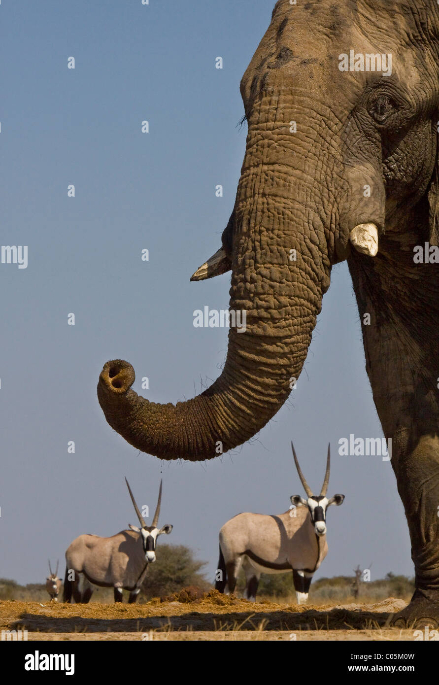 Elephant and Gemsbok, Etosha National Park, Namibia. Stock Photo