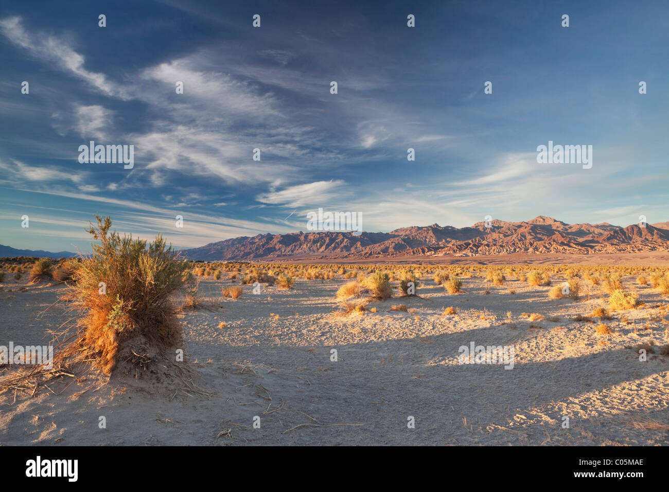 Evening view of Devil's Corn Field in Death Valley National Park, California Stock Photo