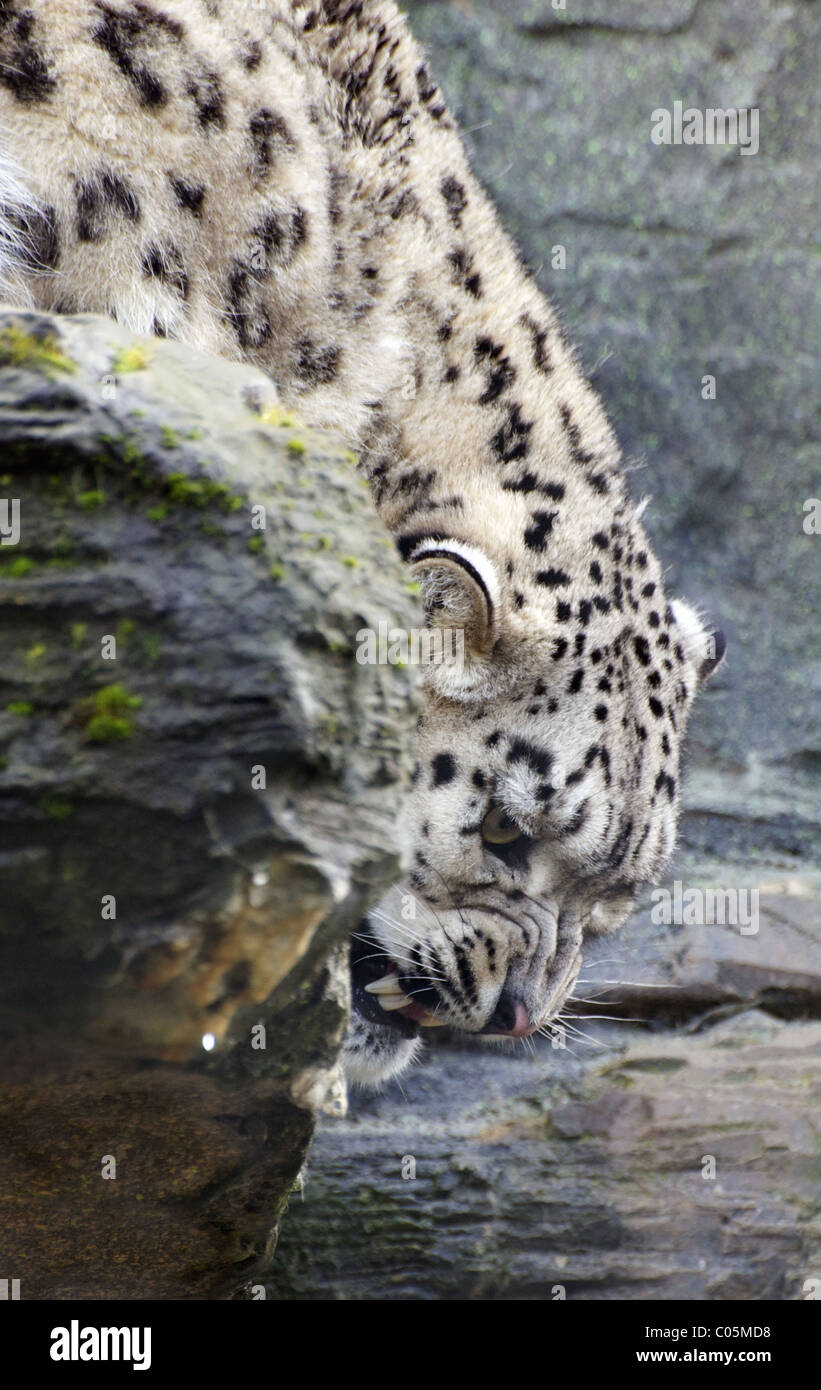 Female snow leopard  snarling on rock Stock Photo