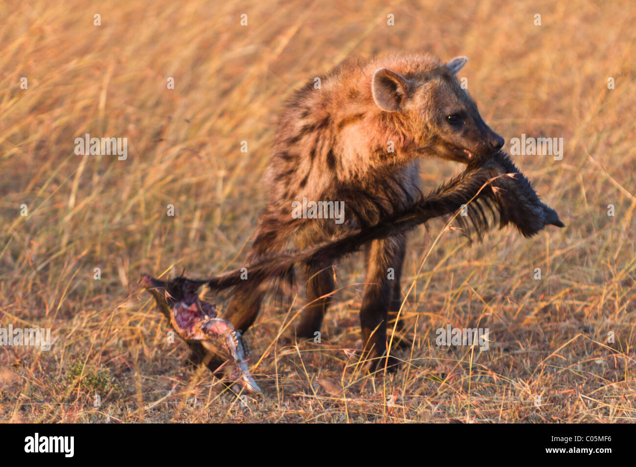 Spotted hyena skull crocuta crocuta hi-res stock photography and images