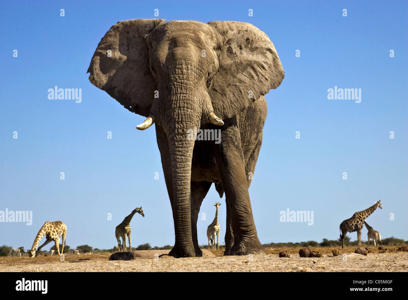 Elephant and Giraffes, Etosha National Park, Namibia Stock Photo