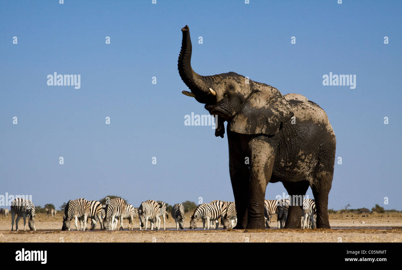 Elephant and zebras at Waterhole, Etosha National Park, Namibia Stock Photo