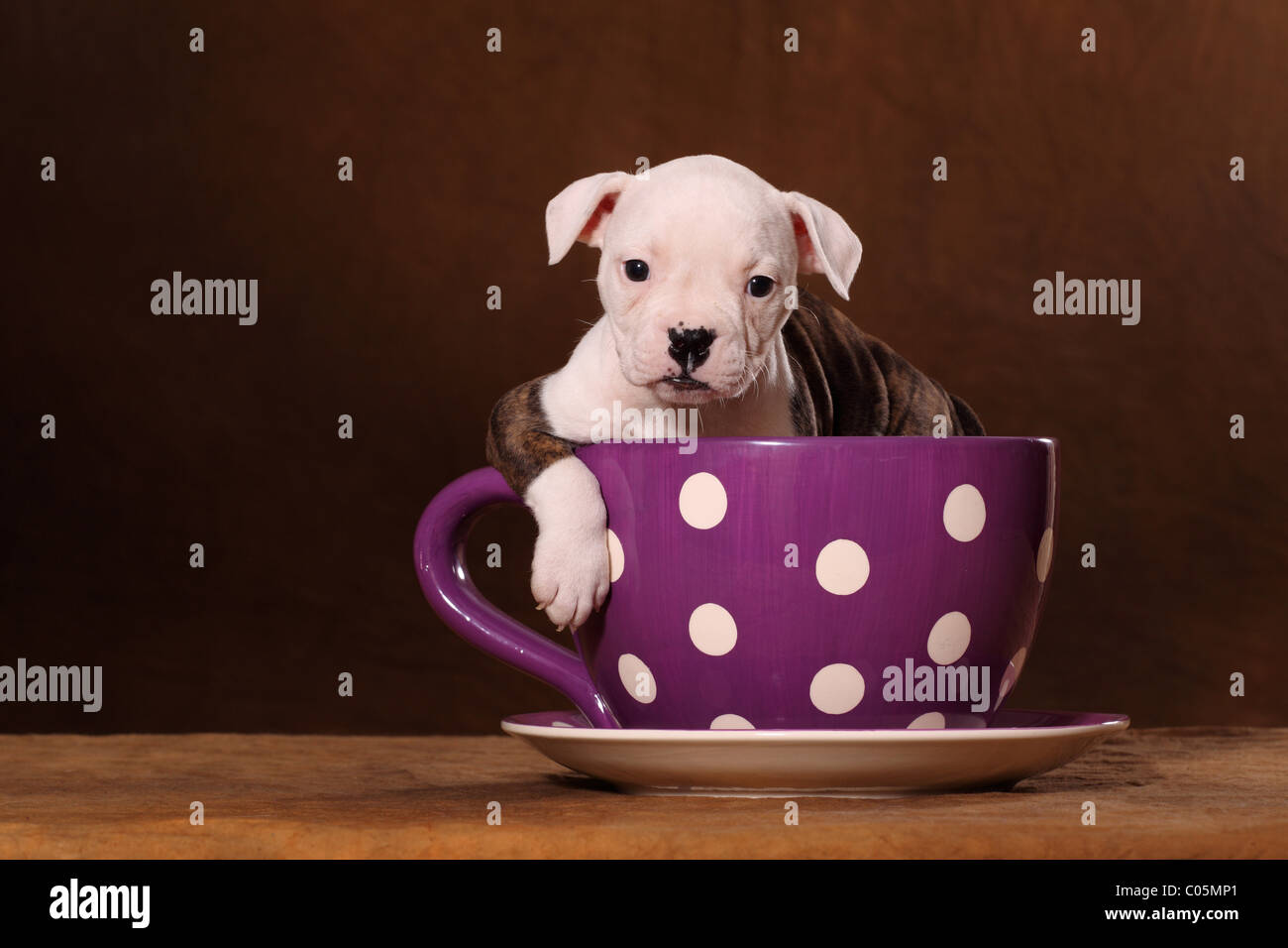 American Bulldog Puppy Stock Photo Alamy