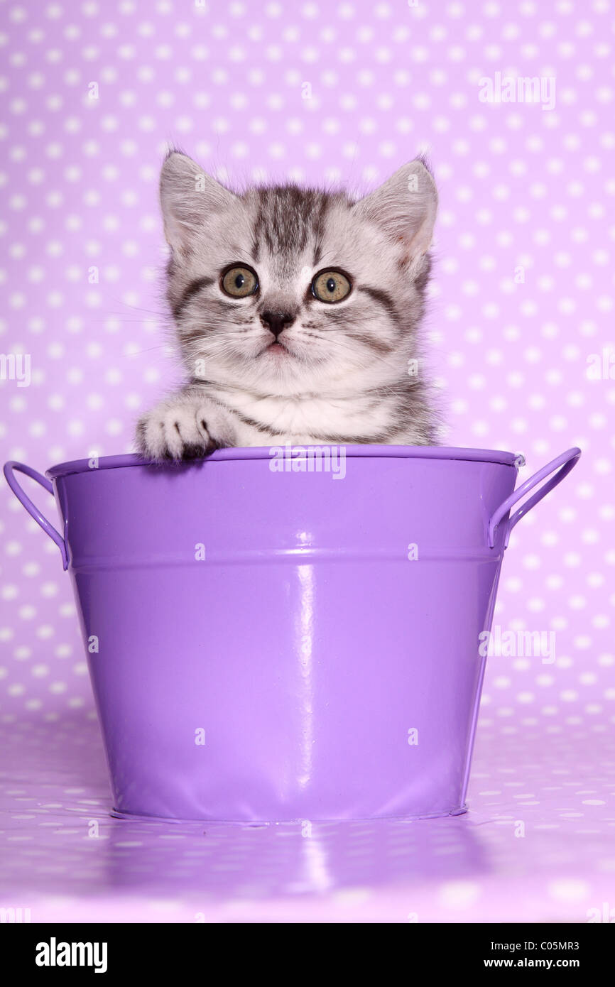 British Shorthair Kitten Stock Photo Alamy