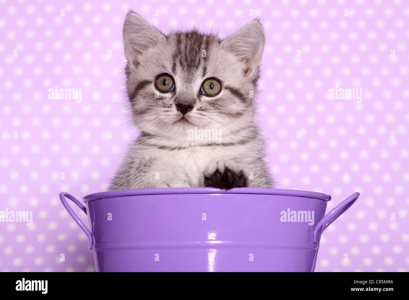 British Shorthair Kitten Stock Photo Alamy
