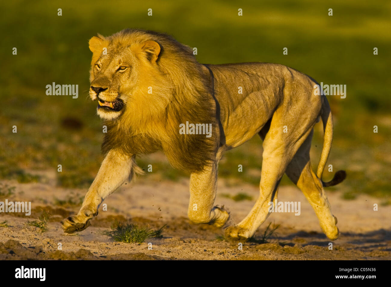 African lion running, Etosha National Park, Namibia Stock Photo
