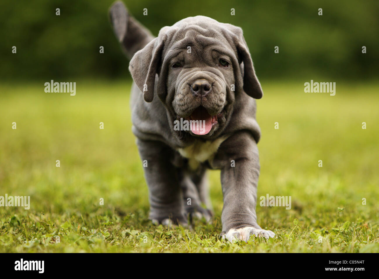 Mastino Napoletano Puppy Stock Photo - Alamy