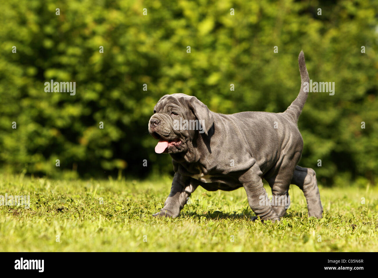 Dog Mastiff Trotting High Resolution Stock Photography And Images Alamy