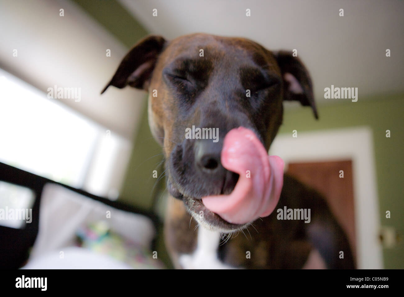 Dog licking her nose with a very long tongue. Stock Photo