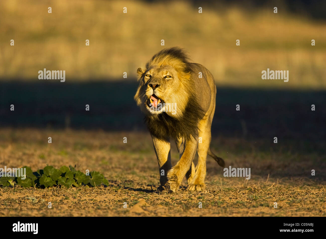African lion roaring, Kgalagadi Transfrontier Park, South Africa Stock Photo