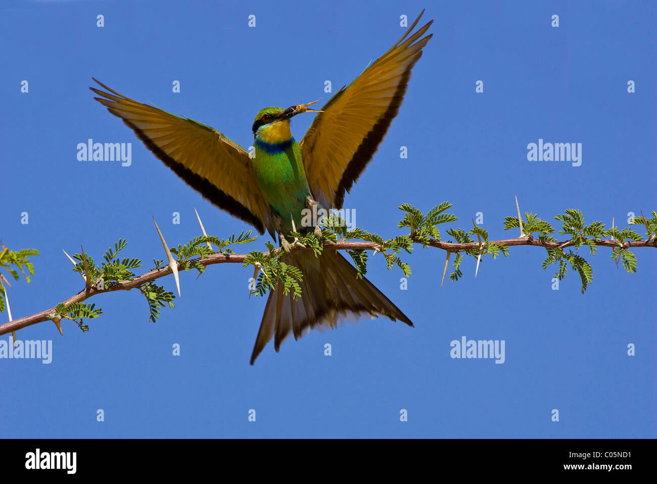 Swallow Tail Bee-eater, Kgalagadi Transfrontier Park, South Africa Stock Photo