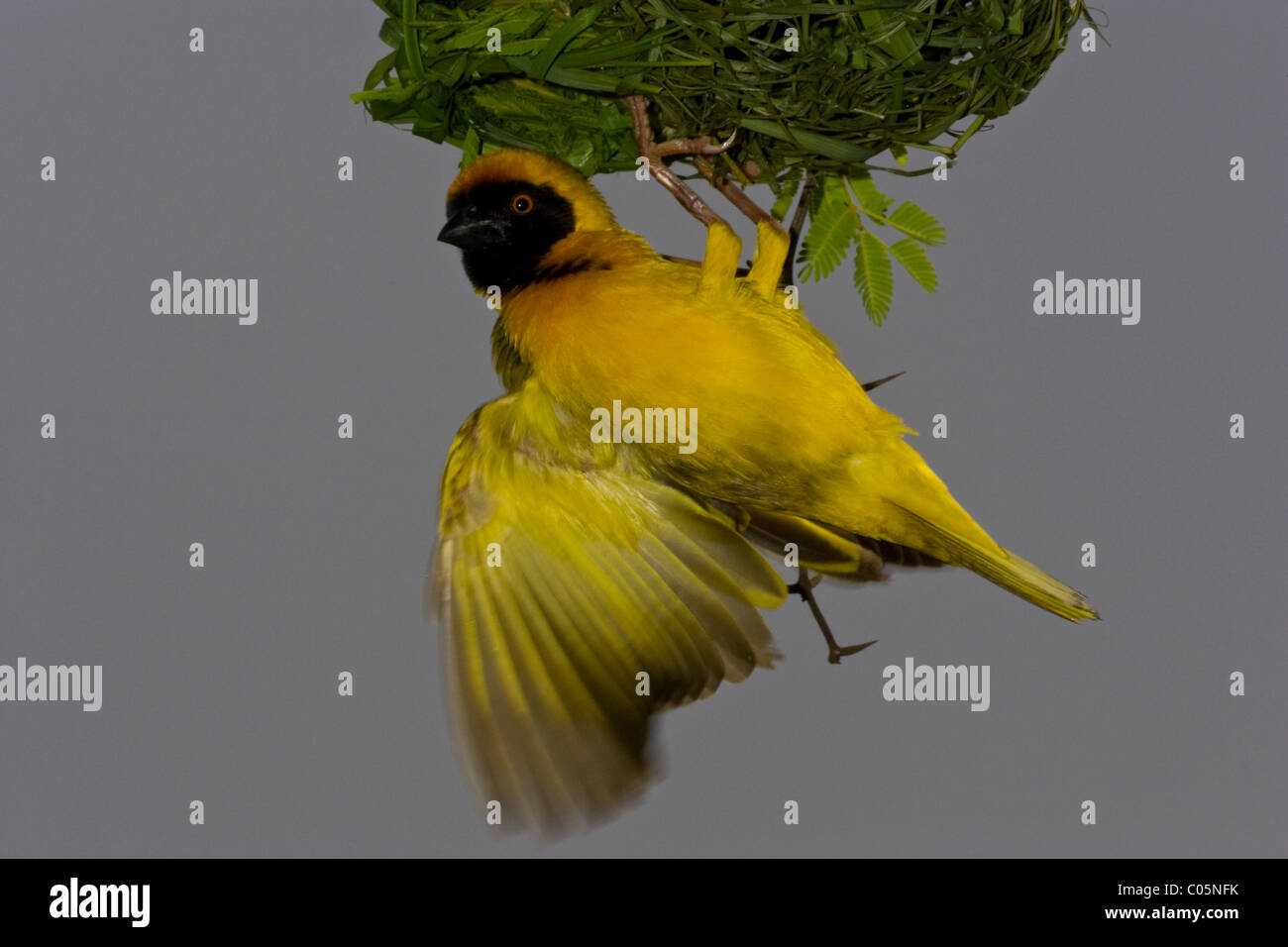 Male masked weaver bird with nest, Etosha Pan, Namibia Stock Photo