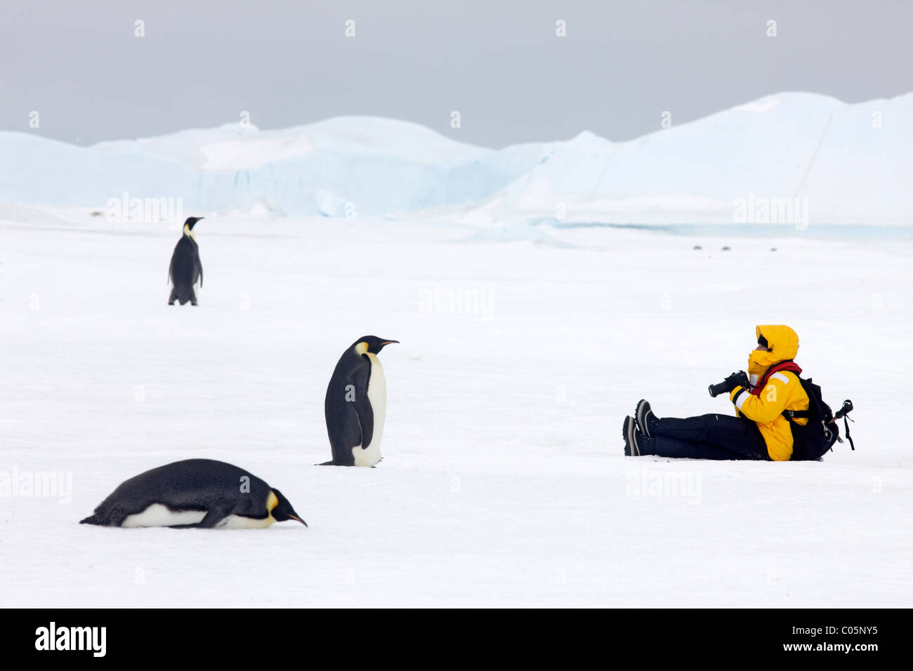 Emperor penguins and tourist observing each other, October, Snow Hill Island, Weddell Sea, Antarctica. Stock Photo