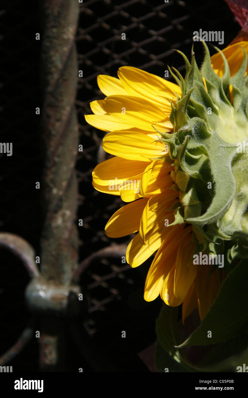 detail of one single yellow sunflower in garden Stock Photo