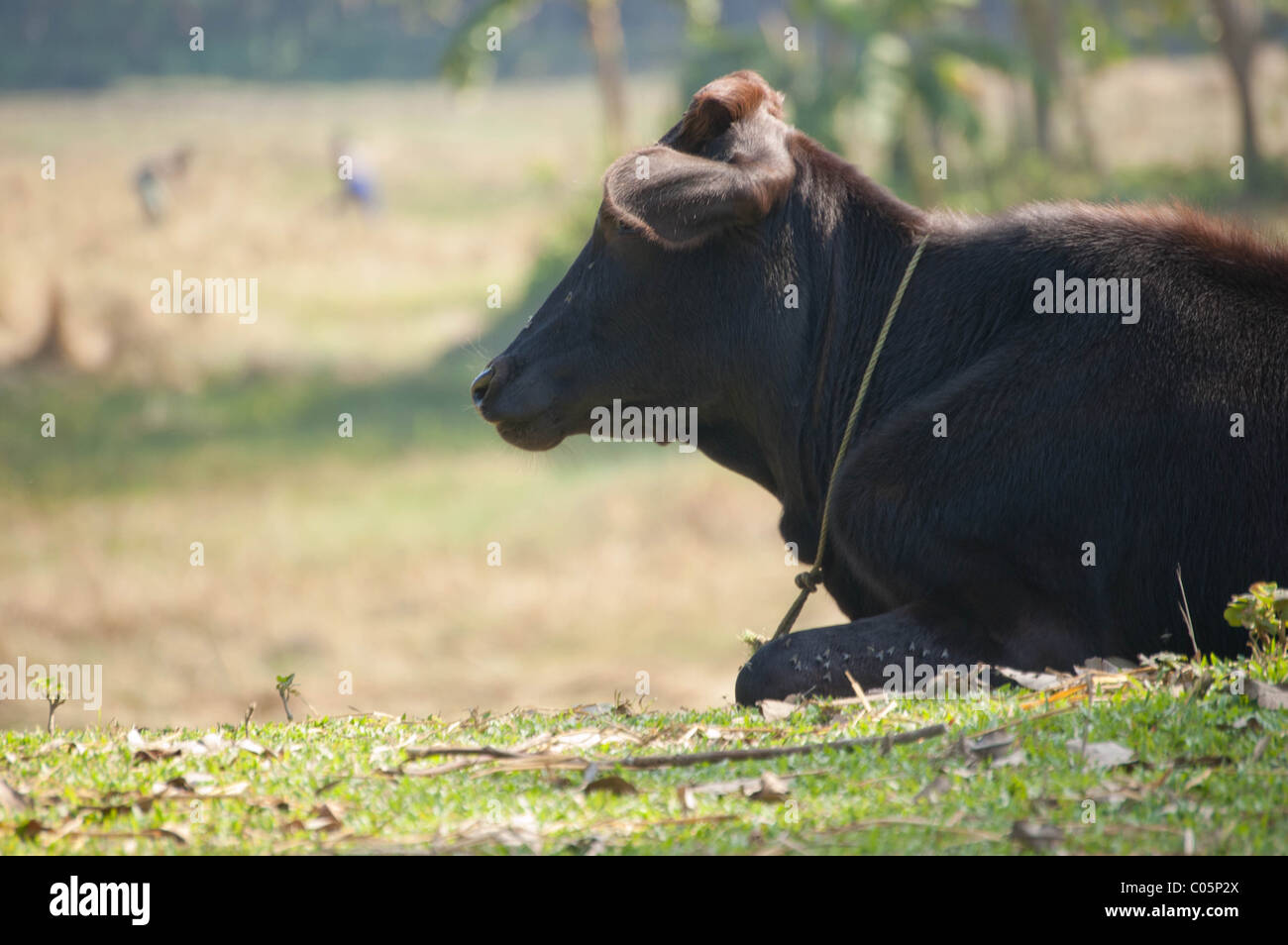 Profile of a cow sitting on a hillside with two people working in a field in the background in a Bangladeshi village. Stock Photo
