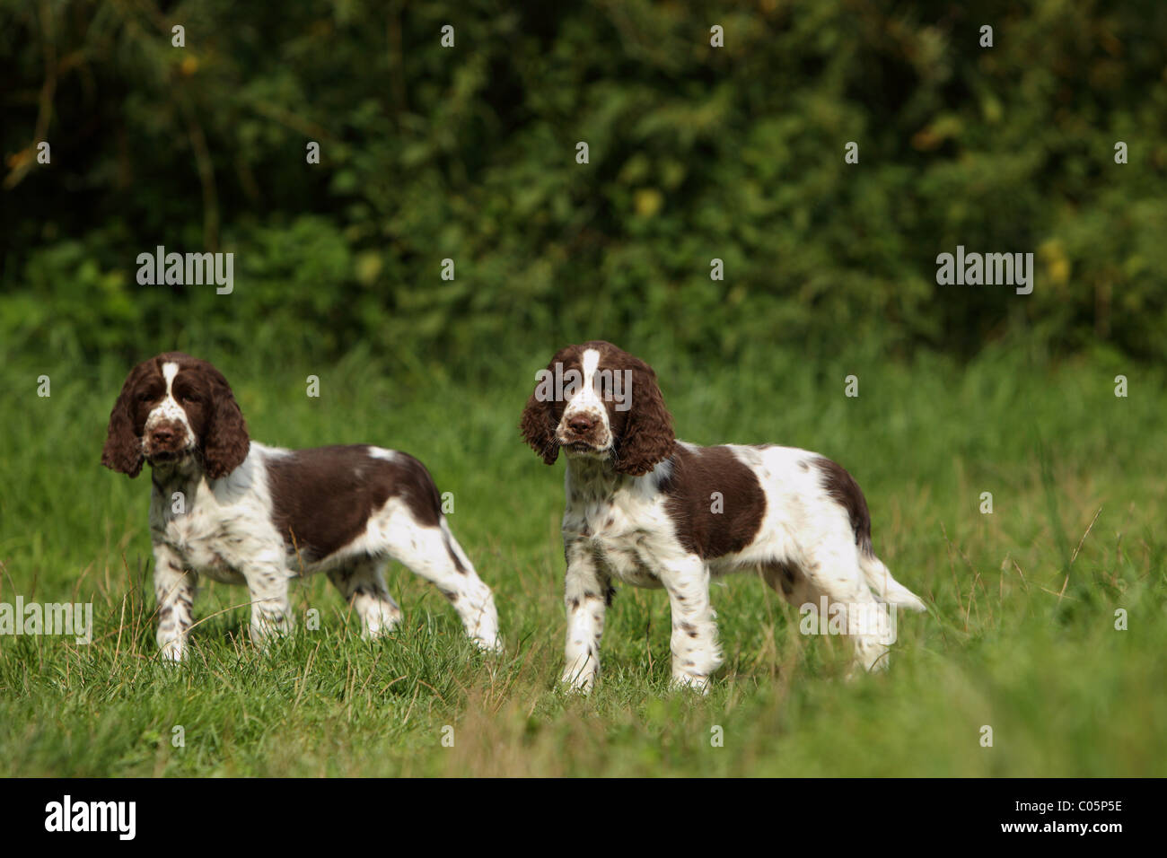 English Springer Spaniel Puppies Stock Photo