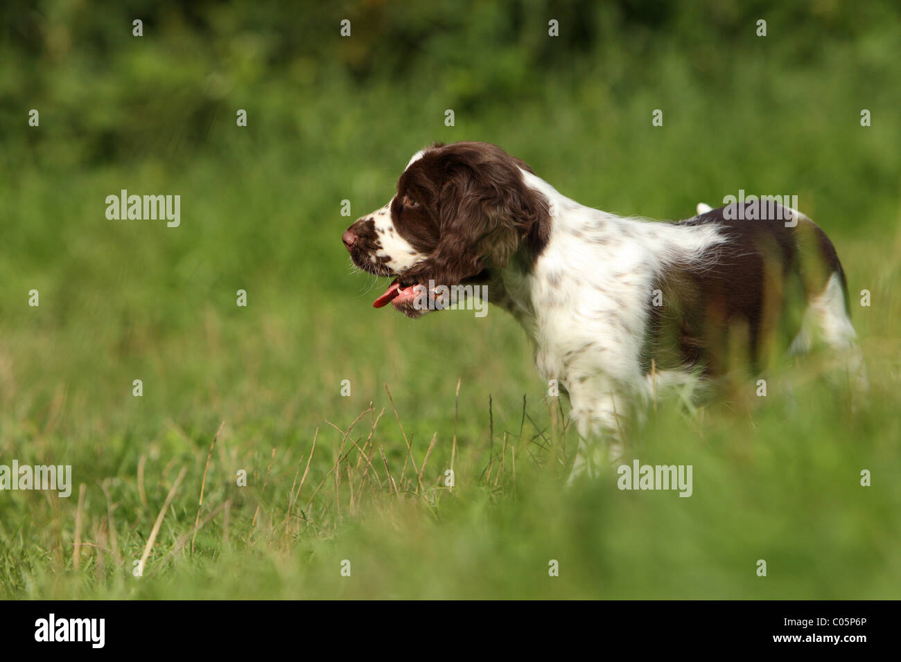 English Springer Spaniel Puppy Stock Photo