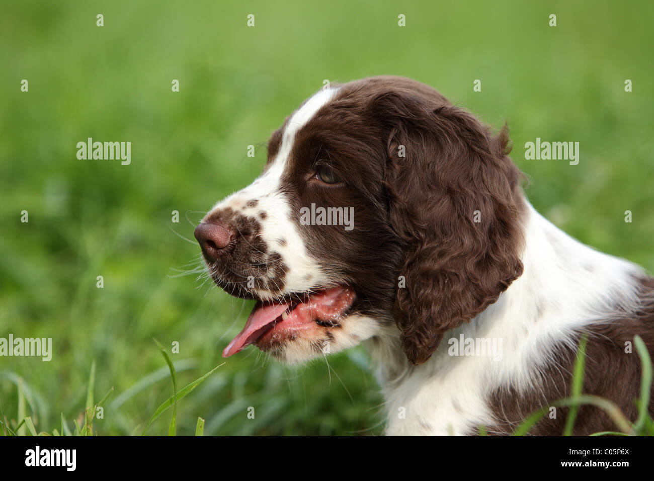 English Springer Spaniel Puppy Stock Photo