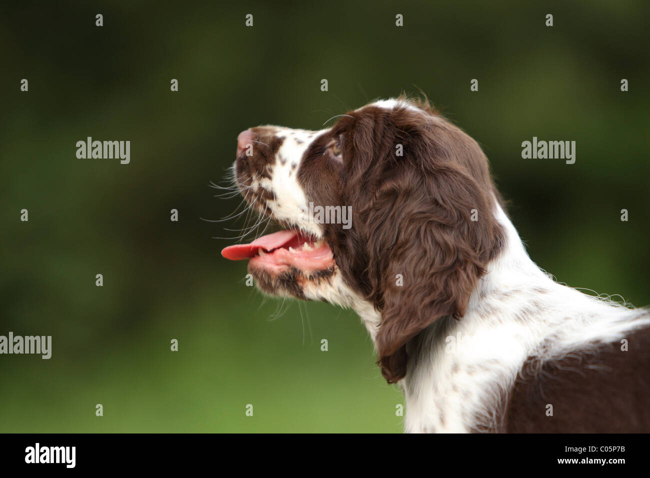 English Springer Spaniel Puppy Stock Photo