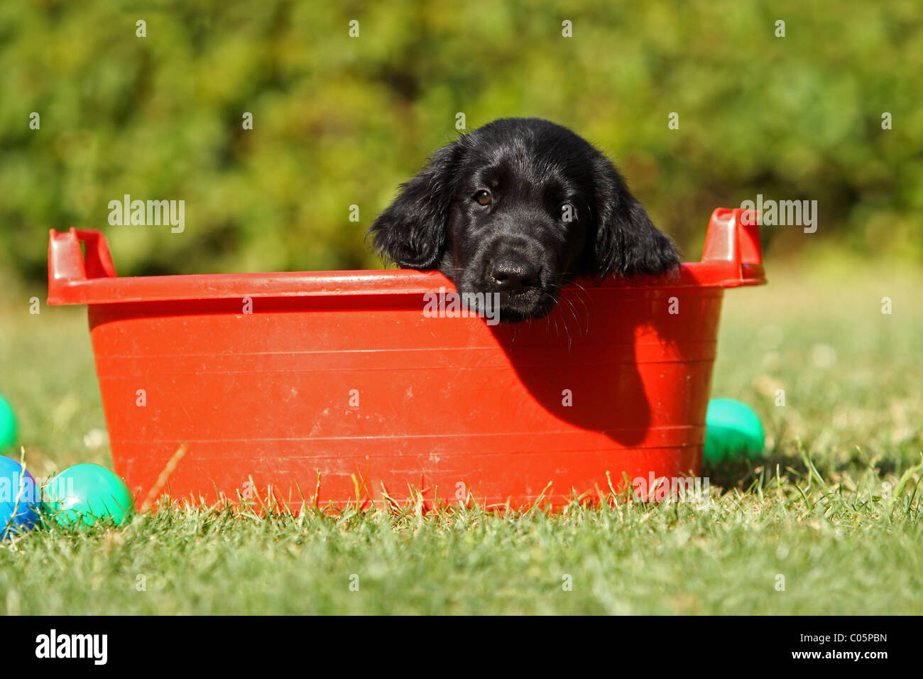 Flat Coated Retriever Puppy Stock Photo Alamy
