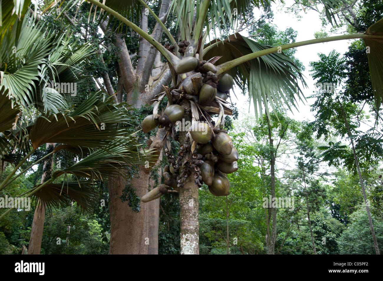 coconut trees, botanical gardens Sri Lanka Stock Photo