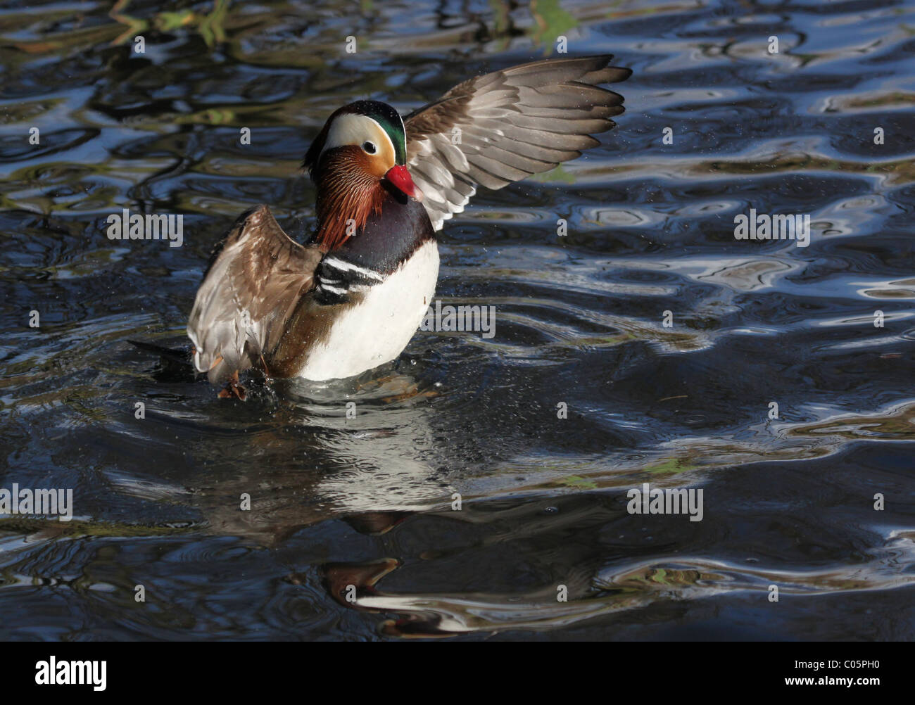 Mandarin Duck Flapping Stock Photo - Alamy