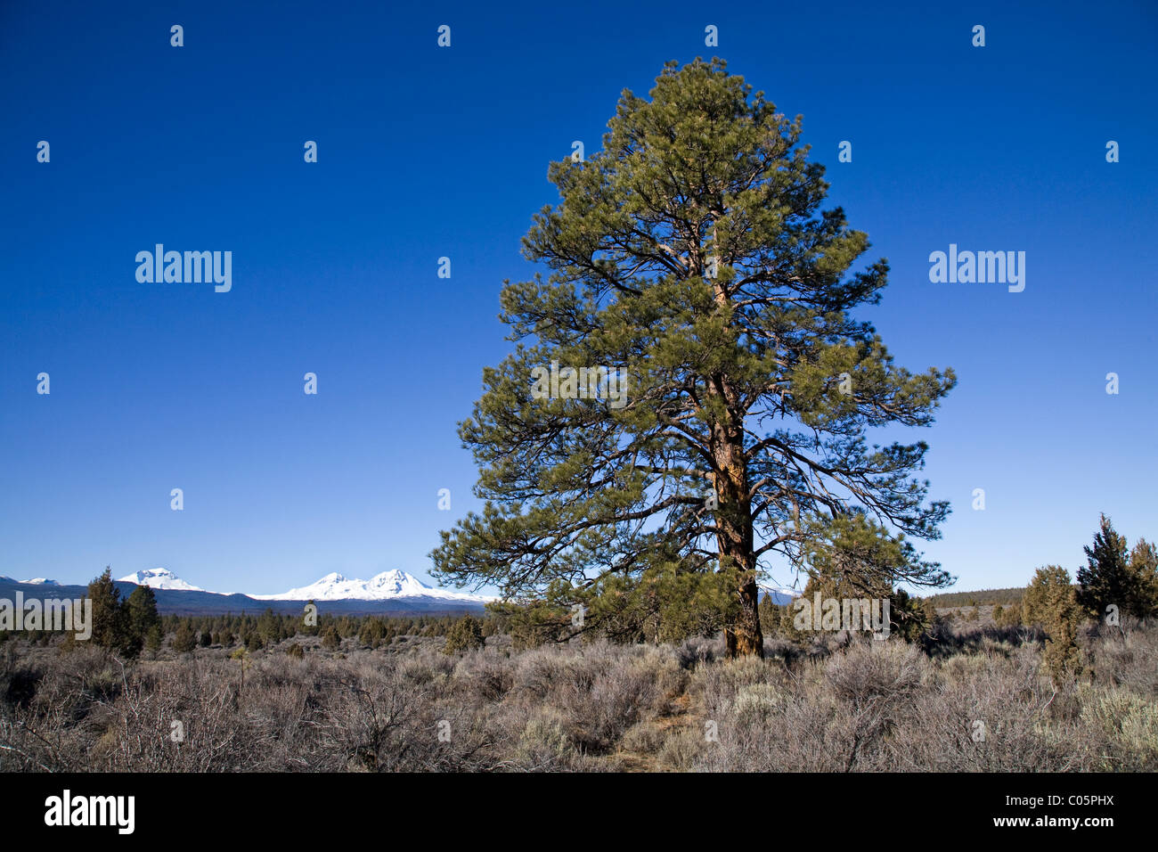 Ponderosa pine branch hi-res stock photography and images - Alamy