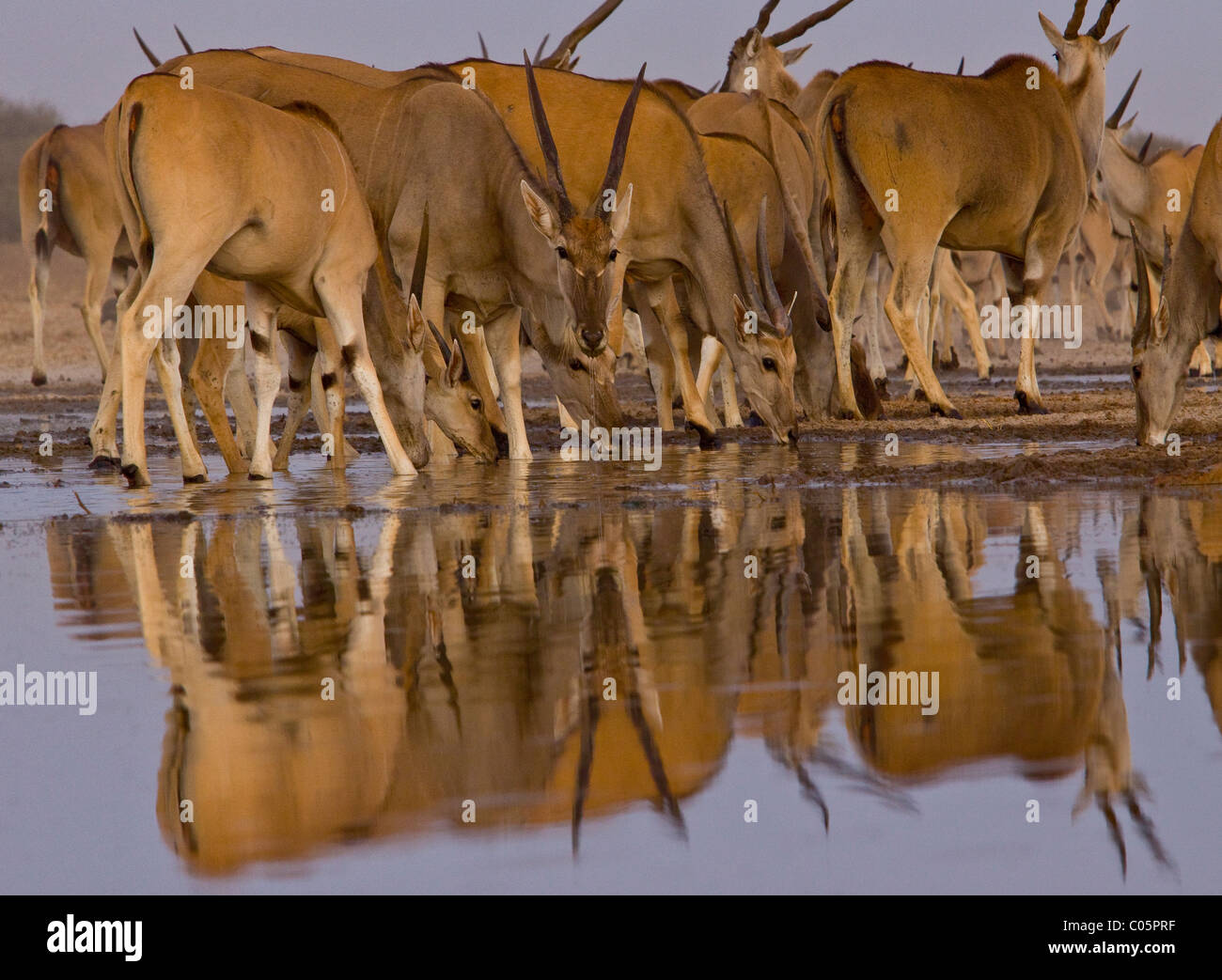 Eland herd reflected at waterhole, Etosha National Park, Namibia. Stock Photo