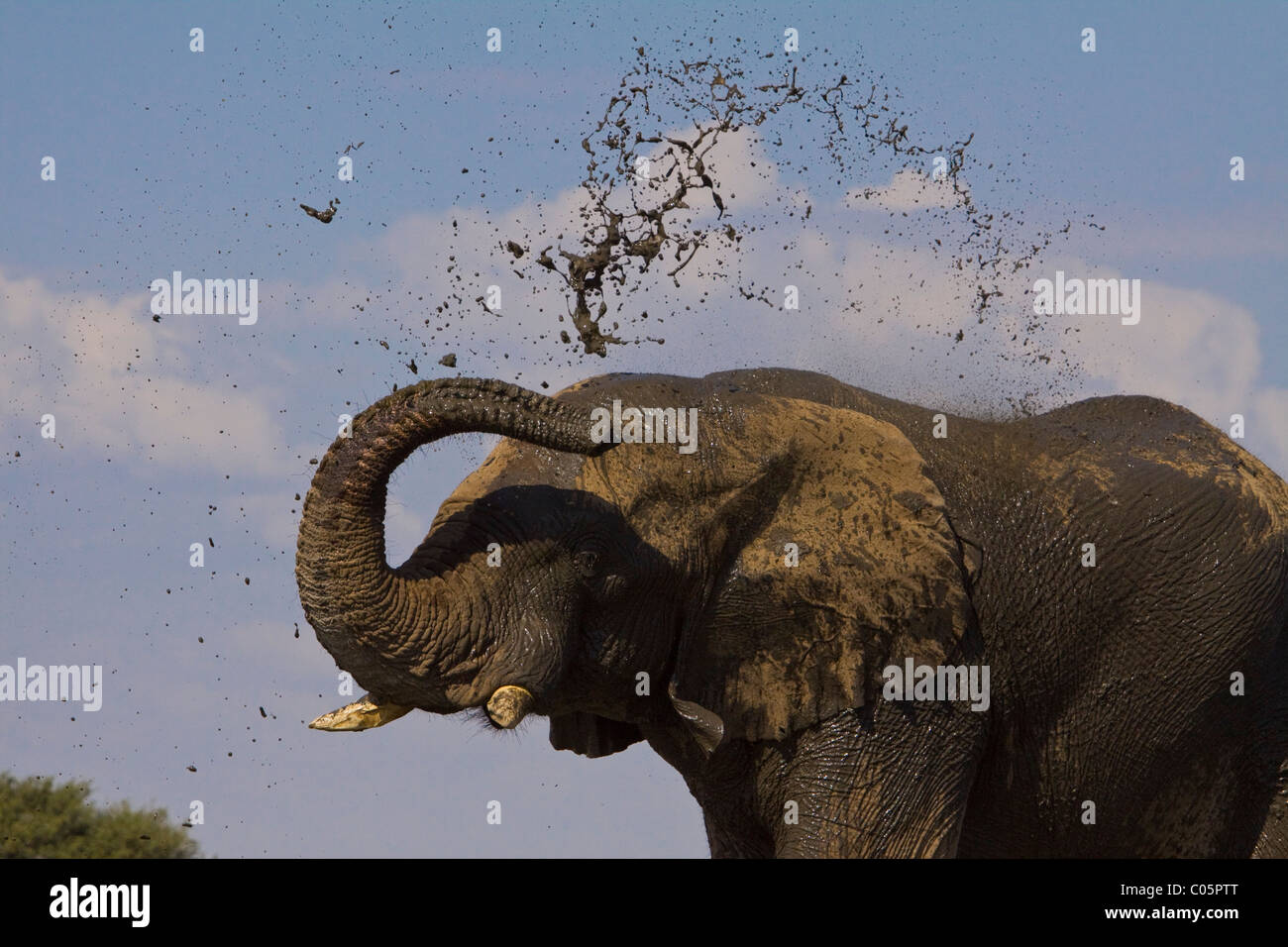 Elephant splashing mud, Etosha National Park, Namibia. Stock Photo