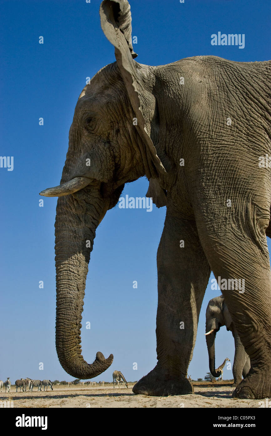 Elephant from low angle, Etosha National Park, Namibia. Stock Photo