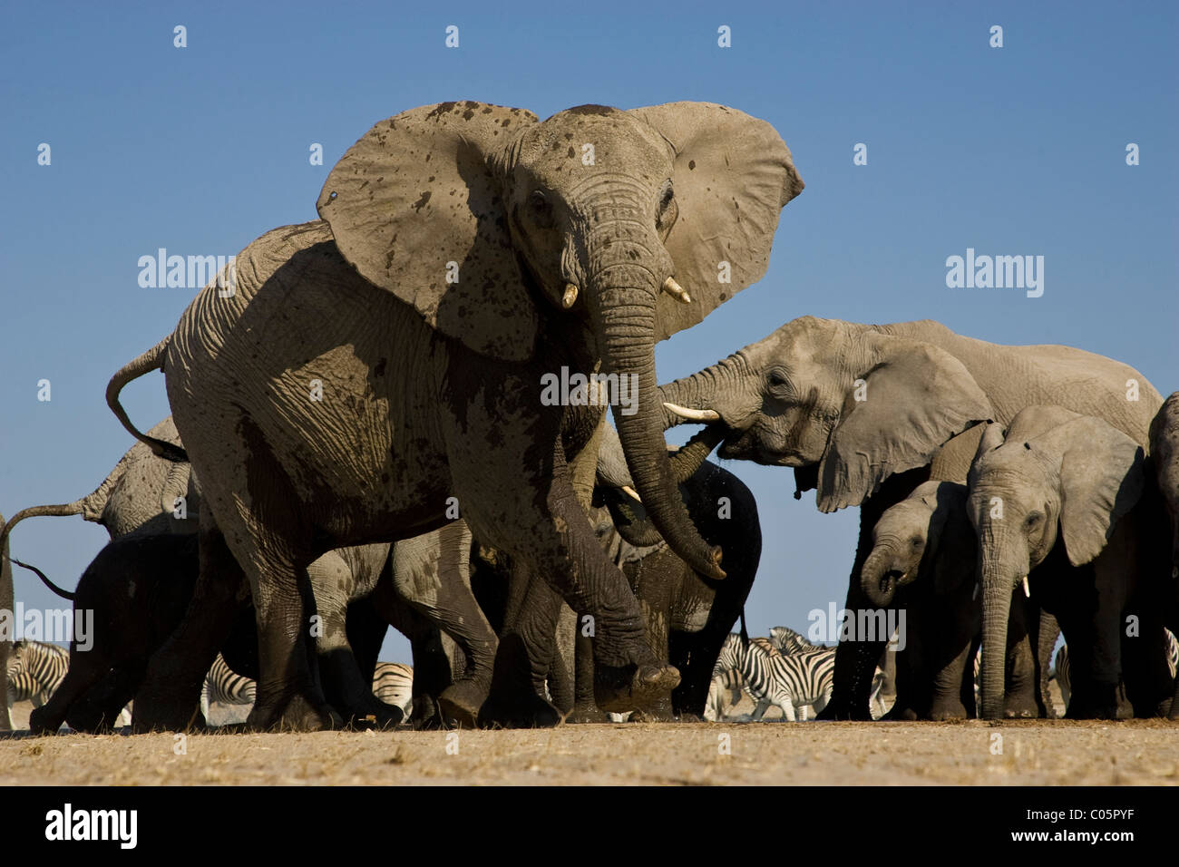 Angry elephant, Etosha National Park, Namibia. Stock Photo