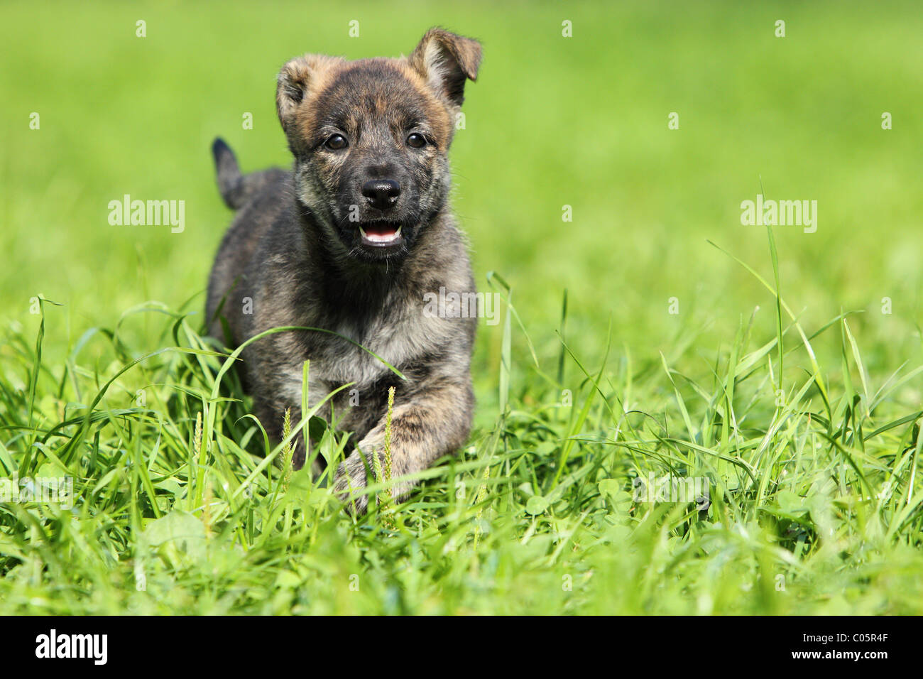 Hollandse Herder Puppy Stock Photo - Alamy