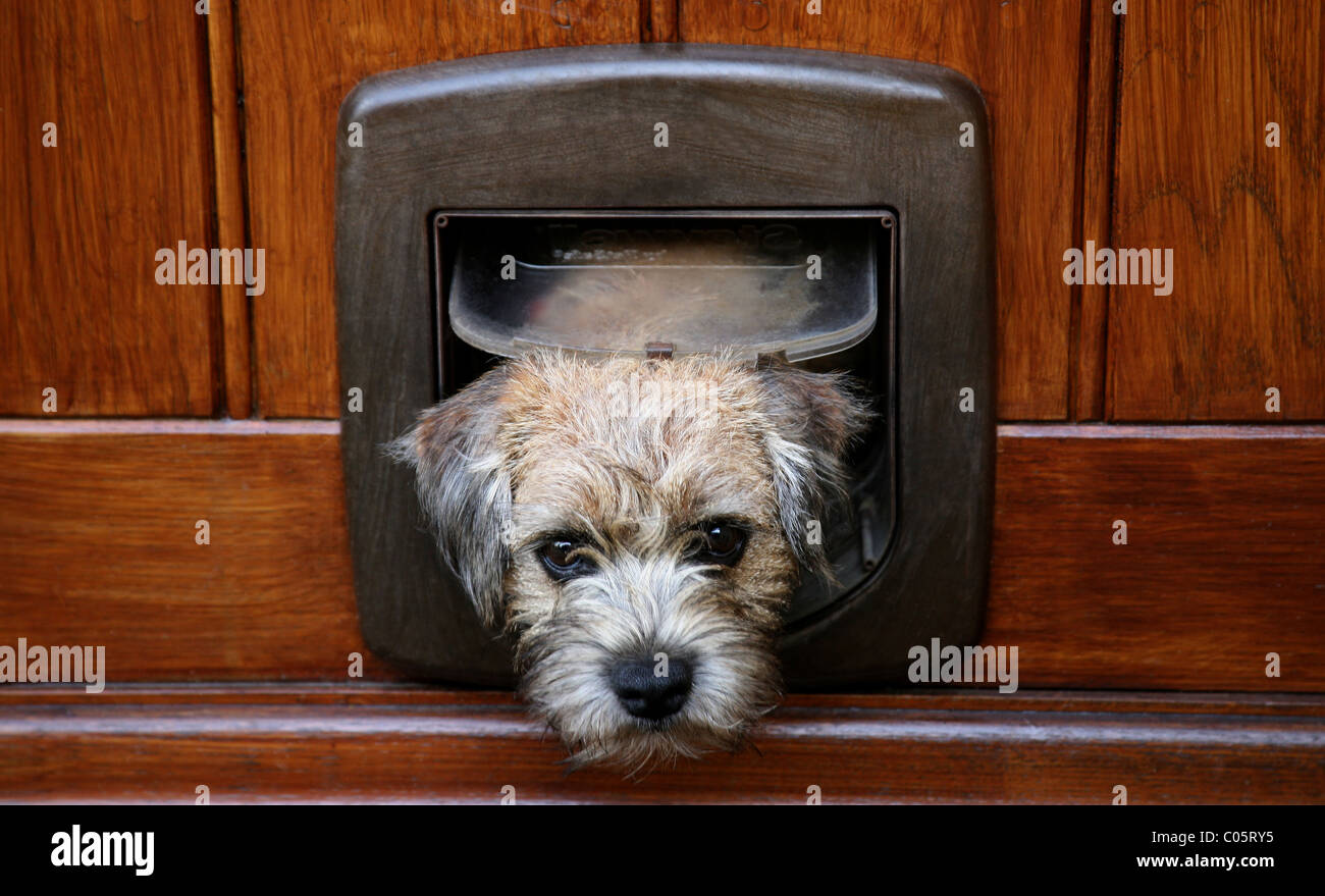 Puppy looking through cat flap Stock Photo