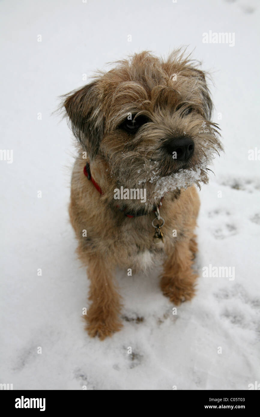 Small dog in the snow Stock Photo