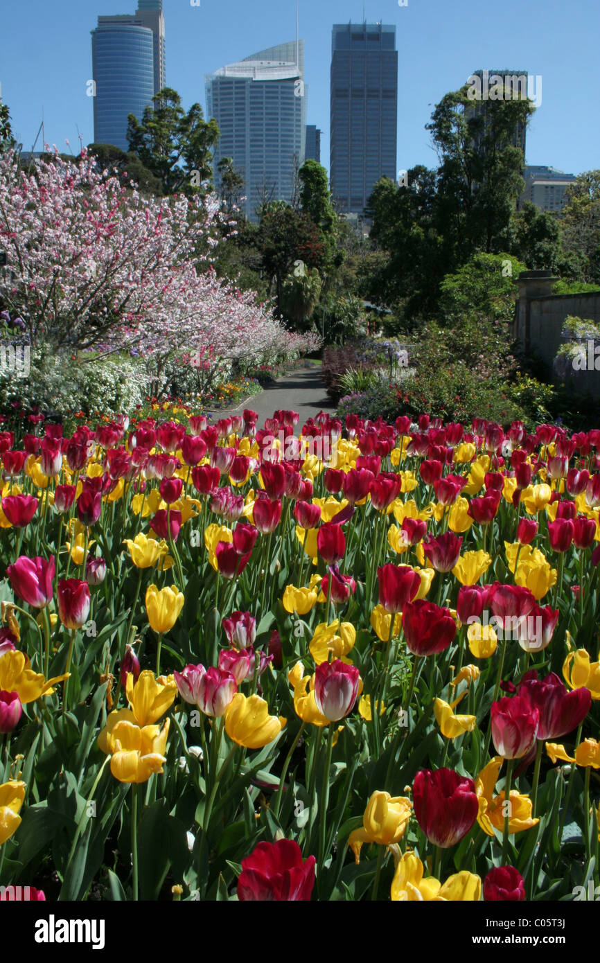 Tulips in full bloom in the Royal Botanic Gardens in Sydney, New South