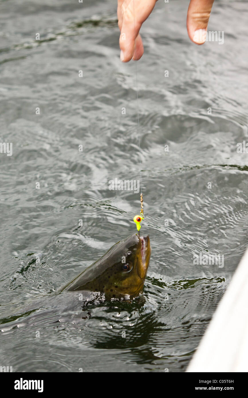 Brown trout caught on a fishing line in Boulder Junction in the Northwoods of Wisconsin. Stock Photo