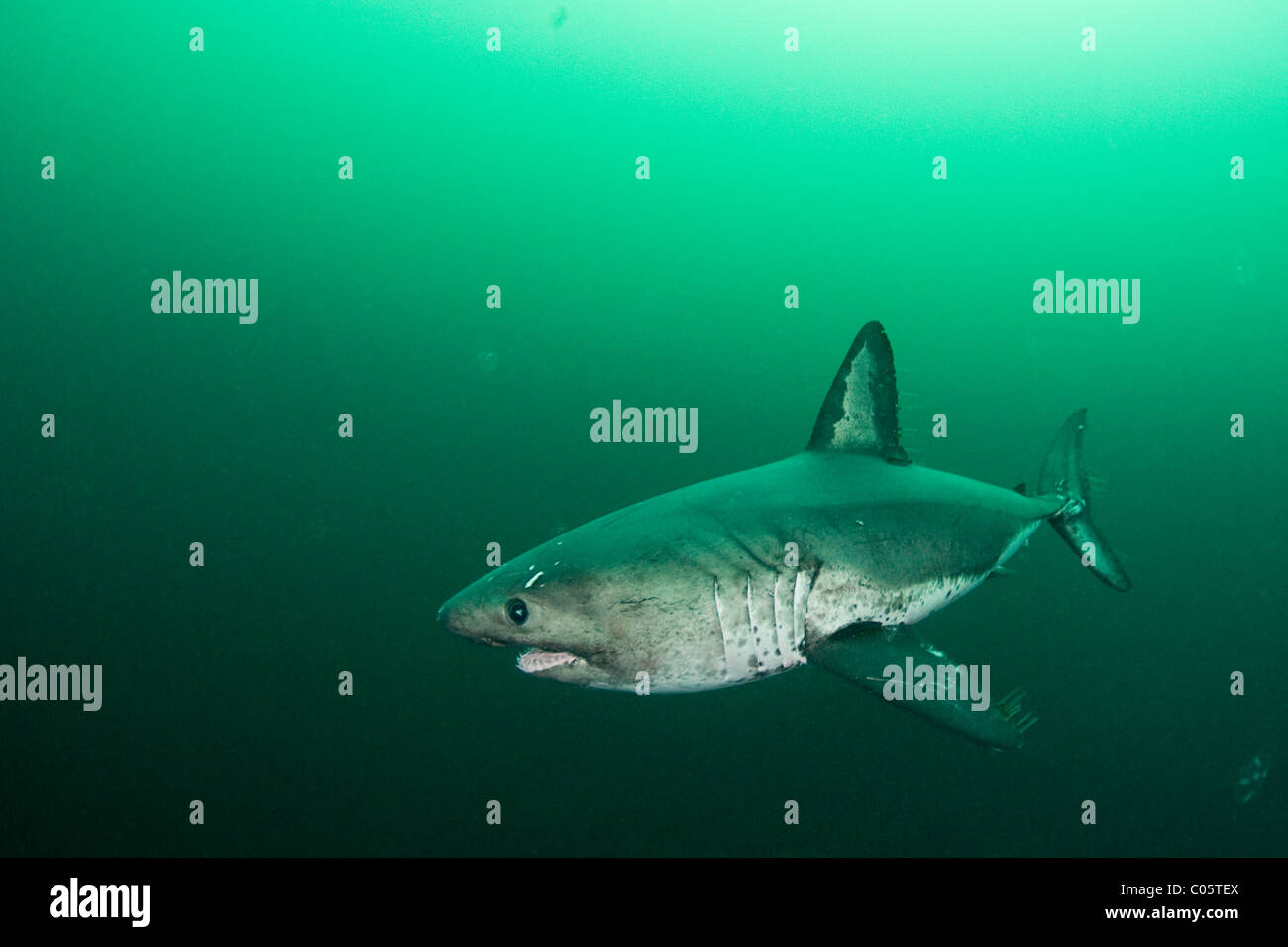 salmon shark, Lamna ditropis, Prince William Sound, Alaska, U.S.A. Stock Photo