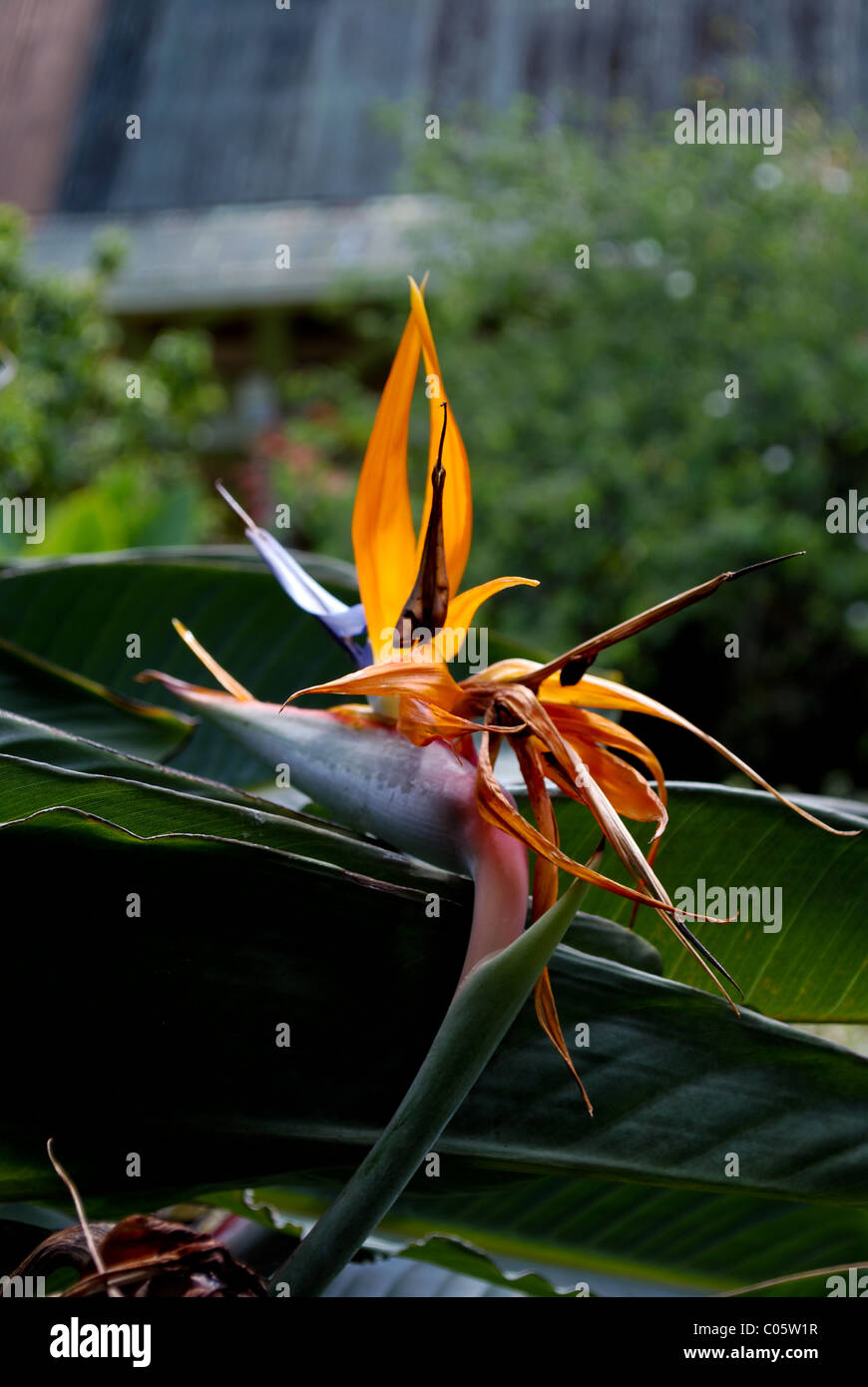 Tropical Bird of Paradise Flower. Oahu Hawaii Stock Photo Alamy