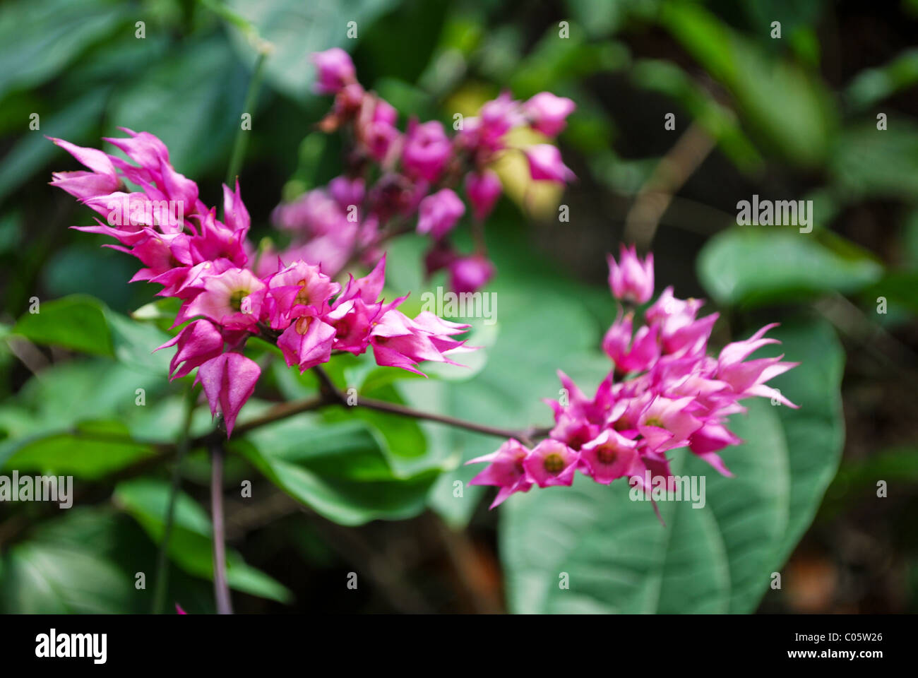 Pink Plumeria flowers, Waimea Valley, Oahu Hawaii. Stock Photo