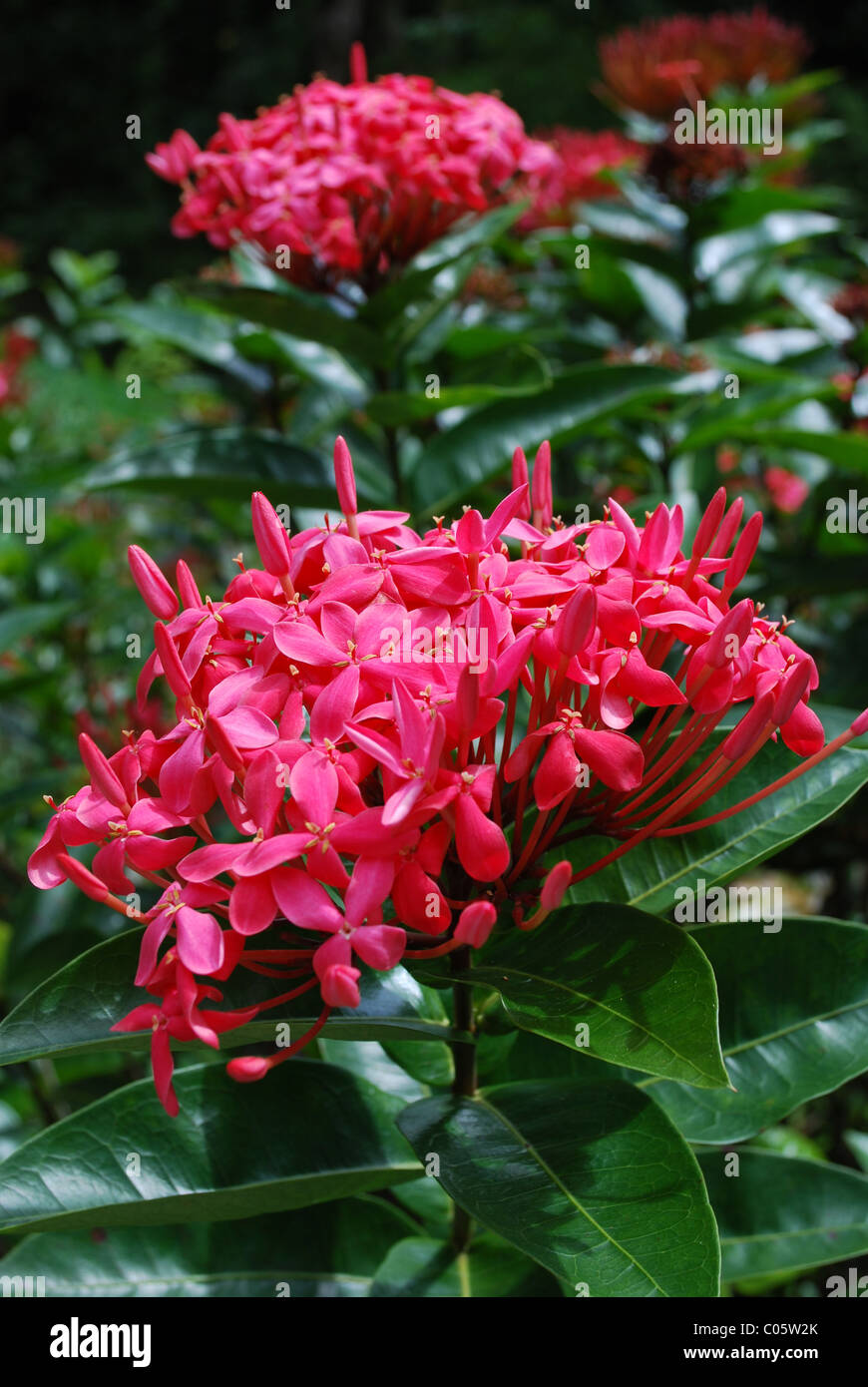 Pink Plumeria flowers, Waimea Valley, Oahu Hawaii Stock Photo Alamy