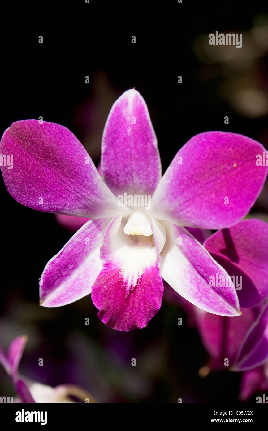 Dendrobium Bom Tinted Pink (Thai Orchid) in Bloom, Jim Thompson House and Silk Museum, Pathum Wan District, Bangkok, Thailand Stock Photo