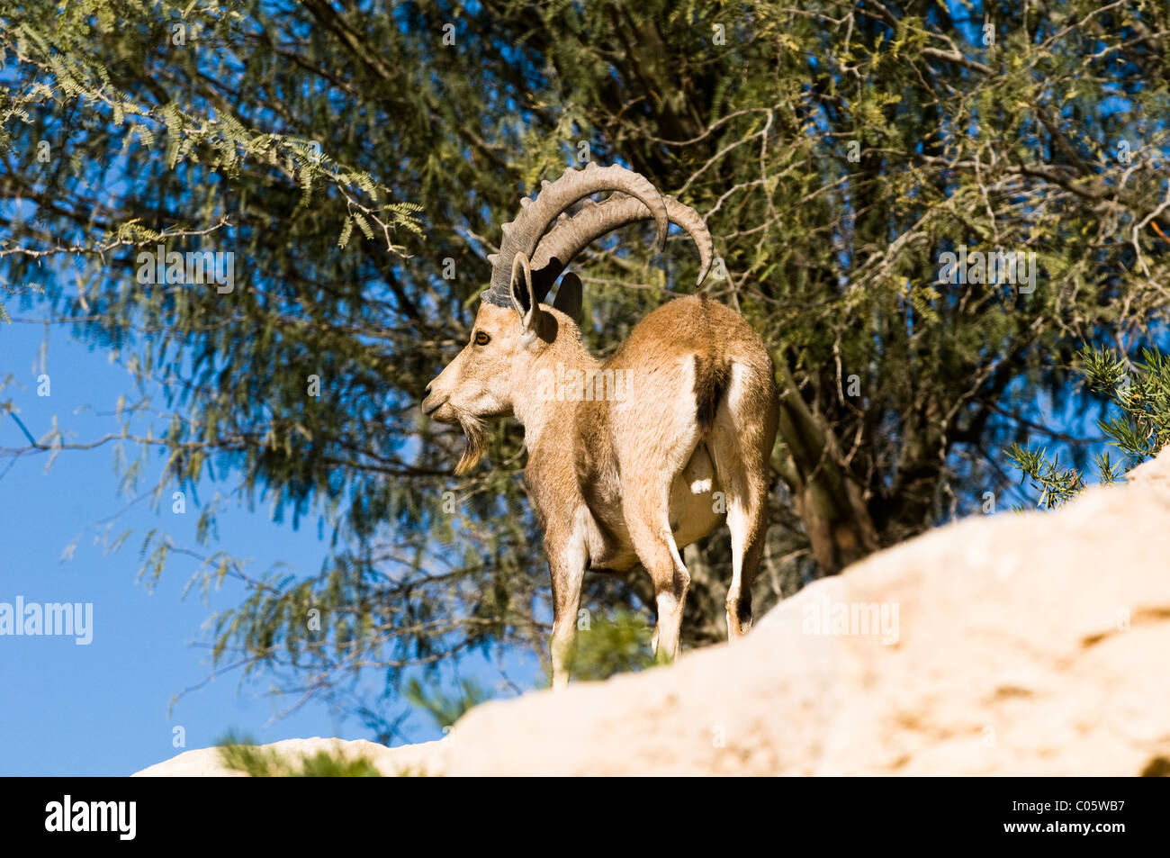 A beautiful Ibex ( mountain goat ) in the Negev desert, Israel. Stock Photo