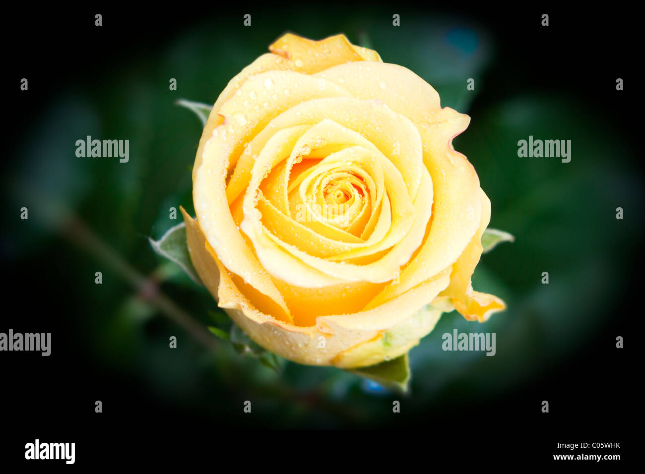 A Single Rose Stock Photo Alamy