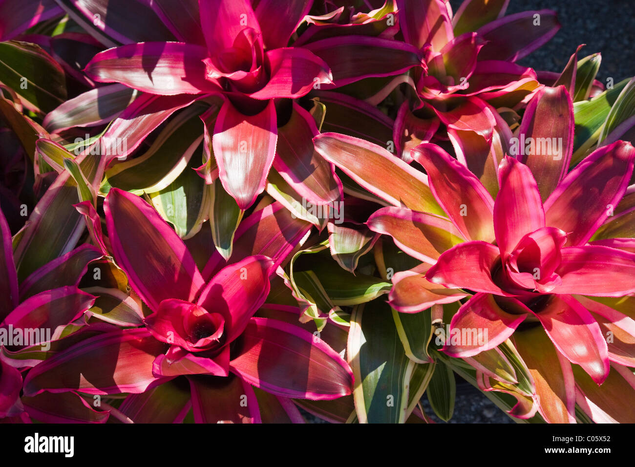 Bromeliad plant outdoors Stock Photo
