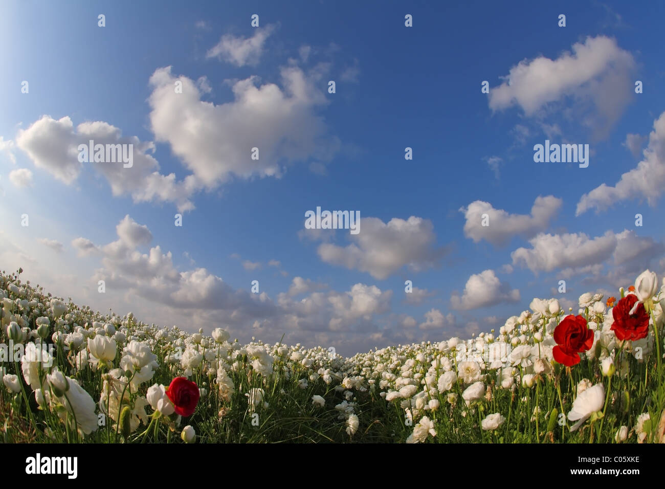 The spring field of flowers Stock Photo - Alamy