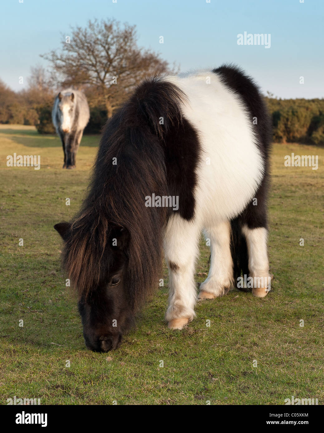 New Forest ponies grazing grass at Godshill New Forest Stock Photo