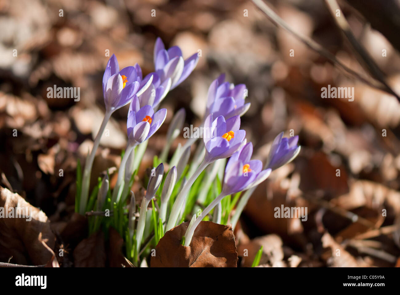 Crocuses flowering in spring Stock Photo